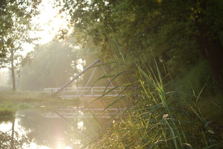 Mist het riet