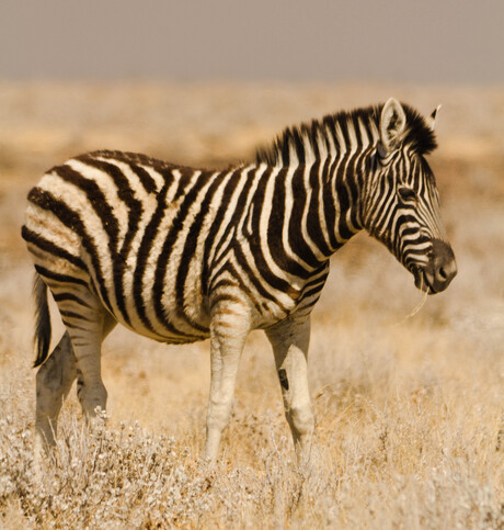 zebra jong