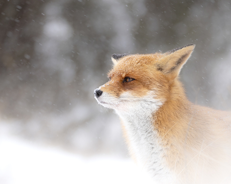 Vos in sneeuw