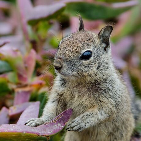 Little Squirrel