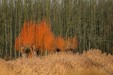 winterkleuren