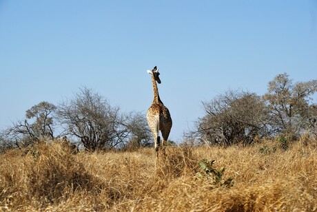 Giraffe ZA