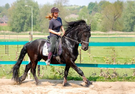 Friese hengst Hidde