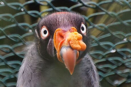 Kijk eens in de poppetjes van mijn ogen.