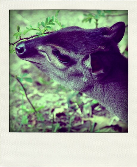 Zoomdag Burgers Zoo