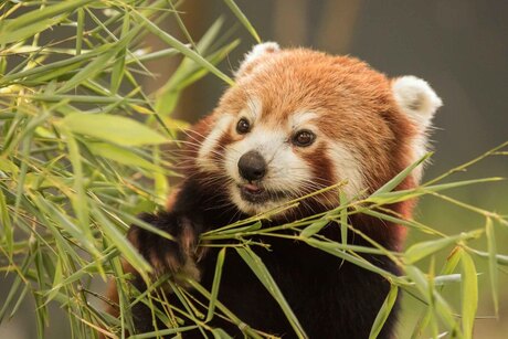 Kleine rode Panda