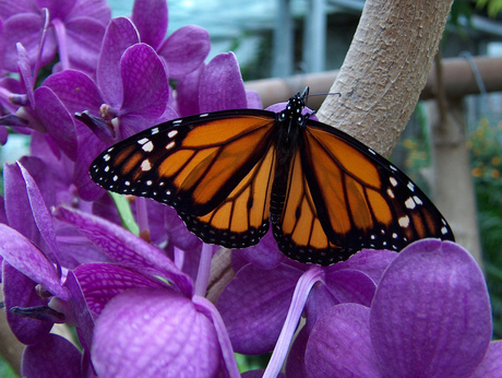 Danaus plexippus -- Monarchvlinder