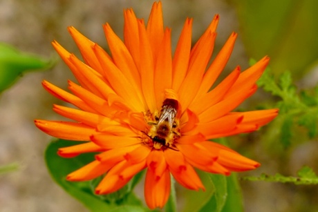 Bloemetjes en de bijtjes