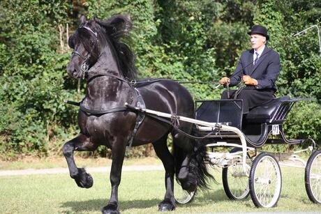 Fries paard