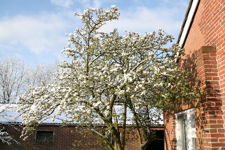 Snowy Tree