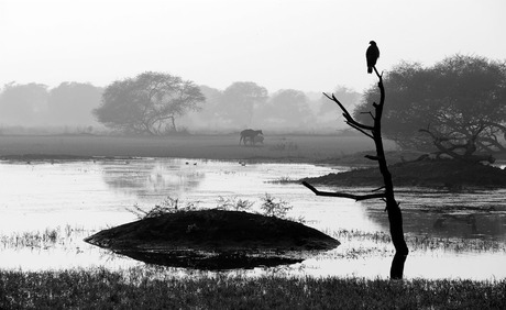 Zonsopgang in Keoladeo NP