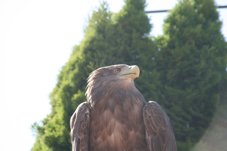 Roofvogel