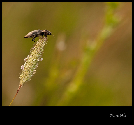 Sittin `n in the evening sun