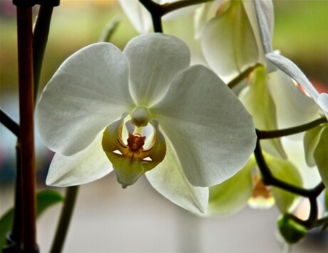 orchidee