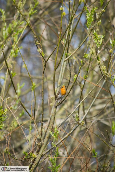 Vogeltje