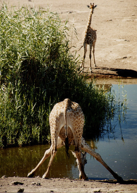 Dorst