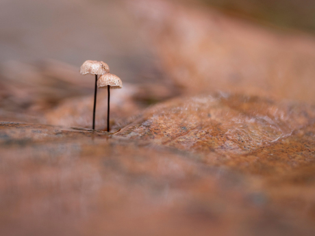 Verdwaalde paddenstoeltjes