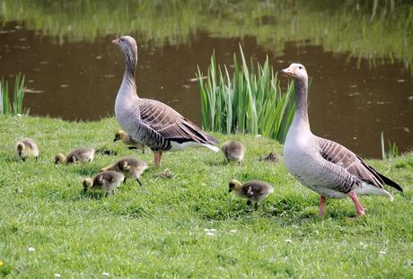 Trotse ouders