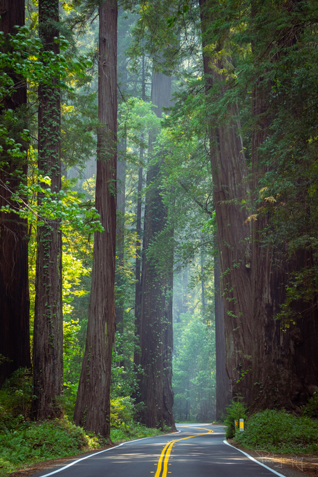 Avenue of the Giants