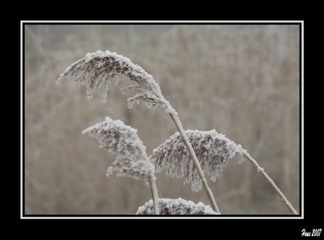 Winterplaatje