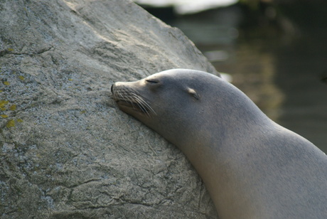 Zeehond