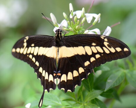 wat maakt moeder de natuur mooie dingen