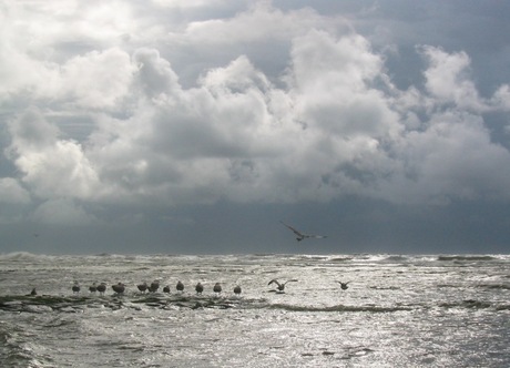 Meeuwen op de strekdam