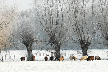 Schapen in 't Wouw's beekdal