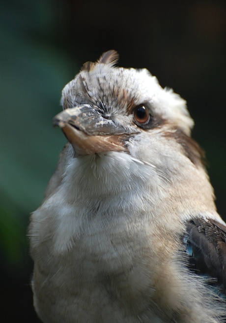 kookaburra