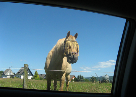 Het paard