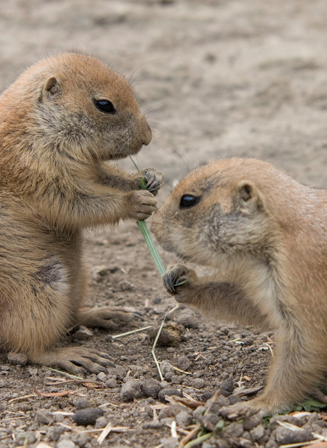 samen delen