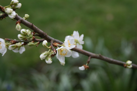 Appelbloesem