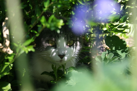 Spionage kat