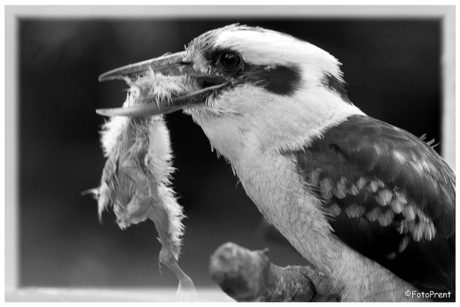 IJsvogel eet kuikentje