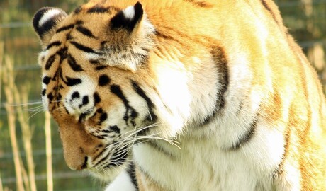 Thinking tijger