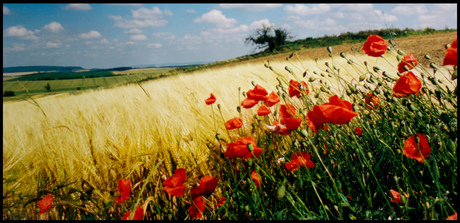 Papavers in Toscane