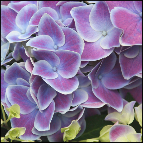 Hortensia