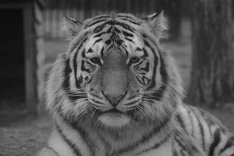 jonge tijger