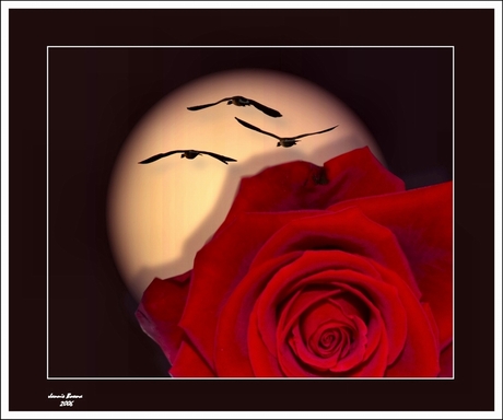 Fly fly fly...................