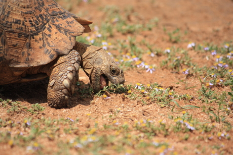 Schildpad in het wild