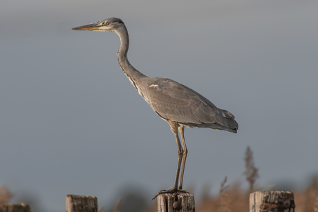 Reiger op de uitkijk