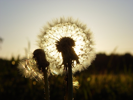 Paardebloem