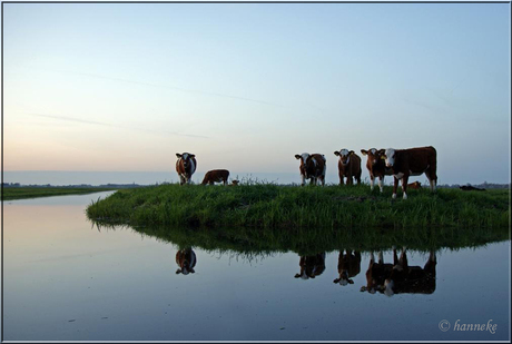 pinken in spiegelbeeld