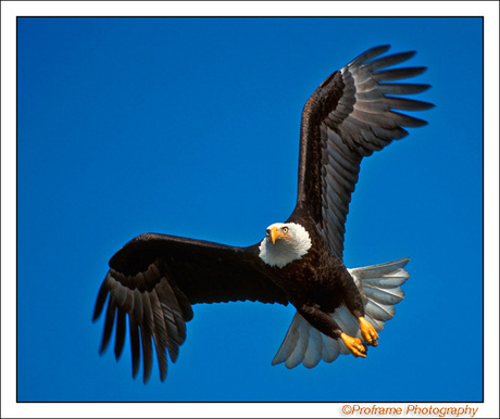 Flight Of An Eagle