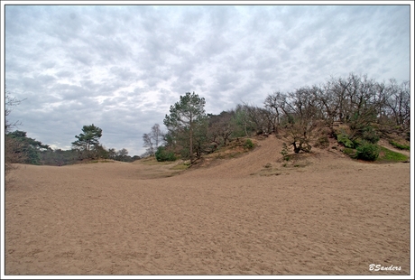 NP Loonse en Drunense duinen