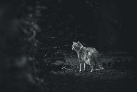 Cat in Black and white