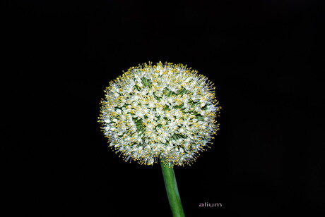 Alium