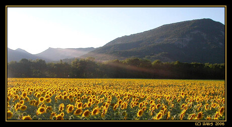 Zonne- bloemen stralen