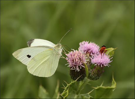 Populaire distel