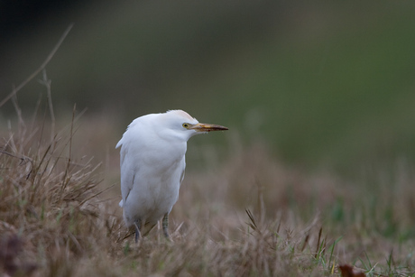 Koereiger